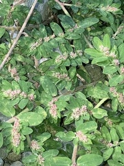 Euphorbia humistrata