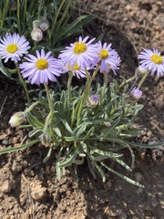 Erigeron vetensis