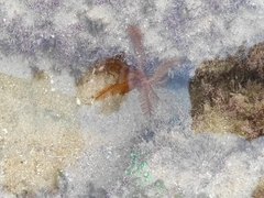 Image of Tropiometra carinata