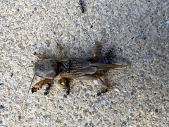 Gryllotalpa gryllotalpa