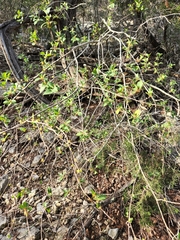 Forestiera reticulata