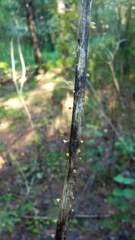 Lachnellula agassizii