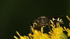 Ectemnius