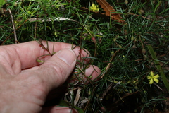Hibbertia acicularis