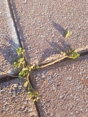 Portulaca oleracea
