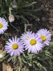 Erigeron vetensis