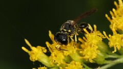 Ectemnius