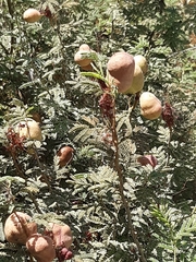 Prosopis farcta