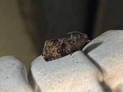 Gymnandrosoma punctidiscanum