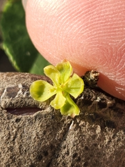 Forestiera reticulata