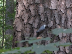 Sitta europaea