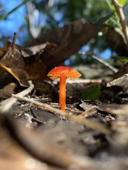 Hygrocybe miniata