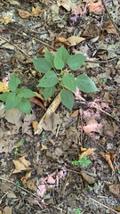 Boehmeria cylindrica