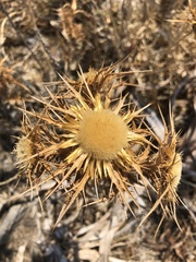 Carlina graeca