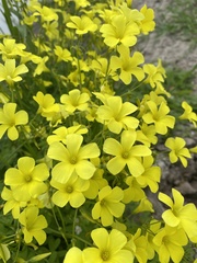 Oxalis pes-caprae