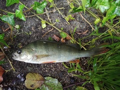 Perca fluviatilis