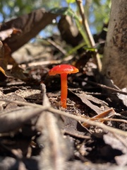 Hygrocybe miniata
