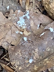 Grylloprociphilus imbricator