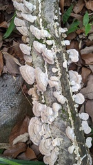 Trichaptum biforme