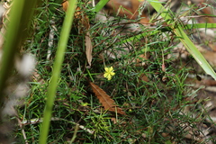 Hibbertia acicularis