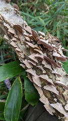 Trichaptum biforme