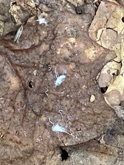 Grylloprociphilus imbricator