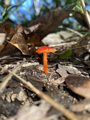 Hygrocybe miniata