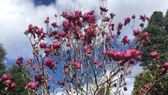 Magnolia × soulangeana