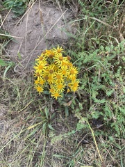 Jacobaea