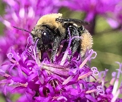 Melissodes desponsus