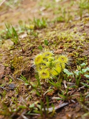 Drosera glanduligera
