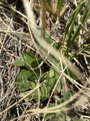 Micranthes rhomboidea