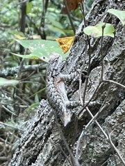 Sceloporus undulatus