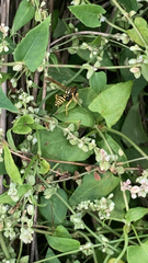 Polistes dominula