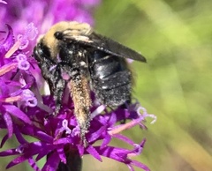 Melissodes desponsus