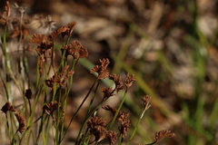 Schizaea bifida