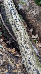 Annulohypoxylon truncatum