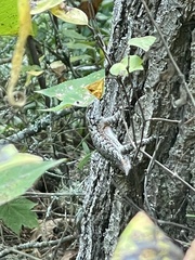 Sceloporus undulatus