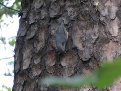 Sitta europaea