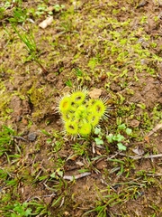 Drosera glanduligera