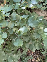 Corylus heterophylla