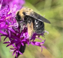 Melissodes desponsus