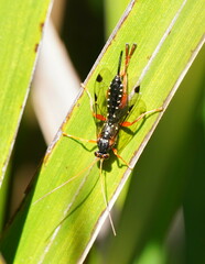 Echthromorpha intricatoria