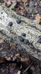 Annulohypoxylon truncatum