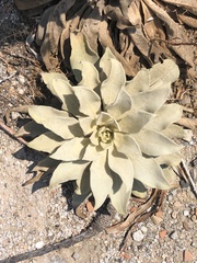 Pentanema verbascifolium