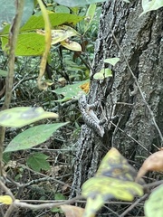 Sceloporus undulatus