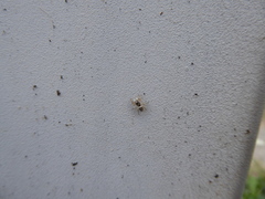 Salticus scenicus
