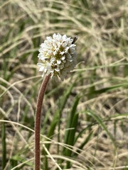 Micranthes rhomboidea