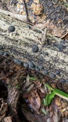 Annulohypoxylon truncatum