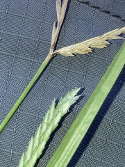 Eleusine indica